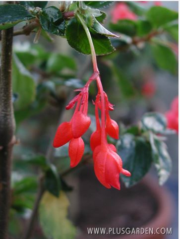 B. ‘Ascotiensis’